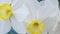 Jonquil narcissus daffodils Ð½Ð°Ñ€Ñ†Ð¸ÑÑ Ð¿Ð¾Ð»ÐµÐ²Ð¾Ð¹